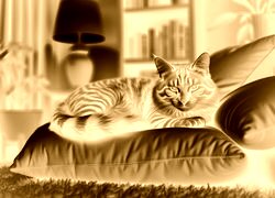 Sepia + Negatyw