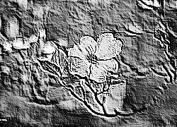 Skamielina