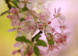 Oryginalny obrazek