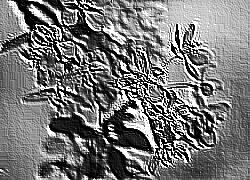 Skamielina