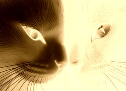 Sepia + Negatyw