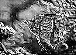 Skamielina