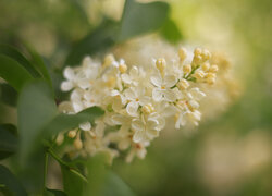 Oryginalny obrazek