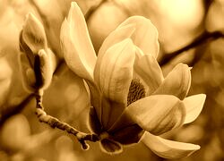 Sepia