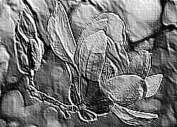Skamielina