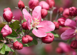 Oryginalny obrazek
