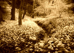 Sepia