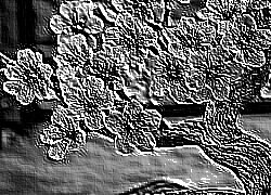 Skamielina
