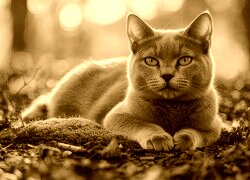 Sepia