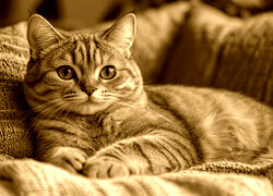 Sepia