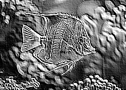 Skamielina
