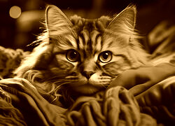 Sepia