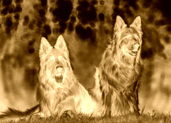 Sepia + Negatyw