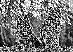 Skamielina