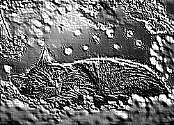 Skamielina