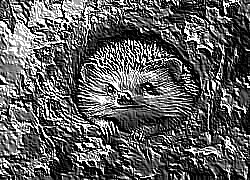 Skamielina