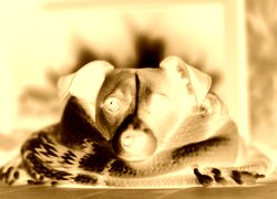Sepia + Negatyw