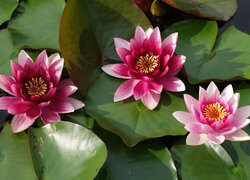 Oryginalny obrazek