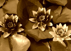 Sepia