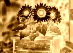 Sepia + Negatyw