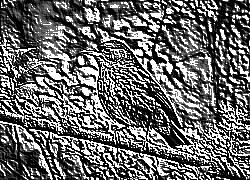 Skamielina