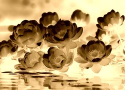 Sepia + Negatyw