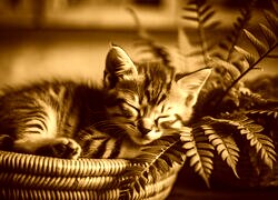 Sepia
