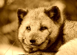 Sepia