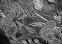 Skamielina