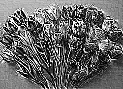 Skamielina