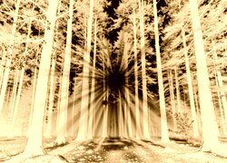 Sepia + Negatyw