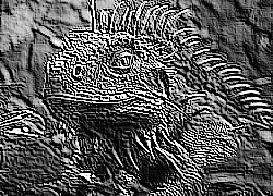Skamielina