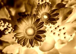 Sepia + Negatyw