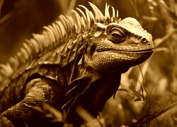 Sepia