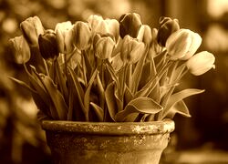 Sepia