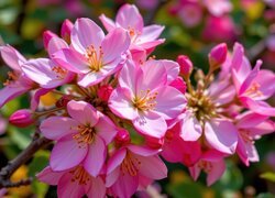 Oryginalny obrazek