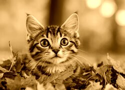 Sepia