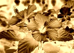 Sepia + Negatyw
