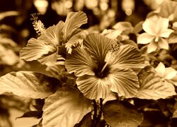Sepia