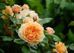 Oryginalny obrazek