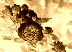 Sepia + Negatyw
