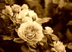 Sepia