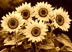 Sepia