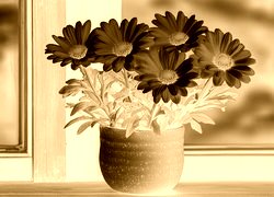 Sepia + Negatyw