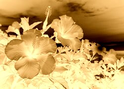 Sepia + Negatyw