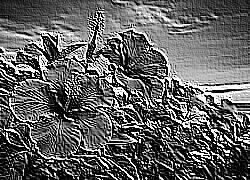 Skamielina