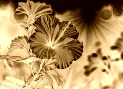 Sepia + Negatyw