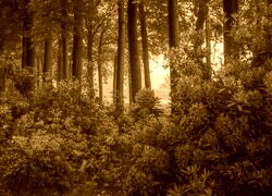Sepia