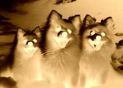 Sepia + Negatyw