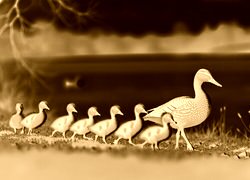 Sepia + Negatyw